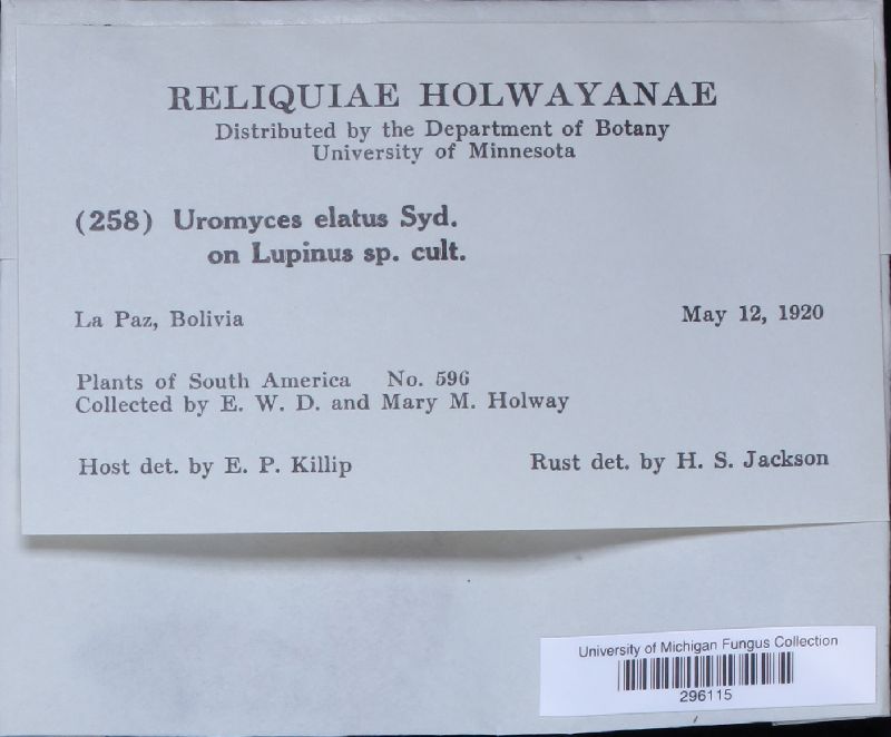 Uromyces elatus image