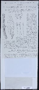 Uromyces viciae-fabae var. viciae-fabae image