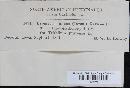 Uromyces fallens image