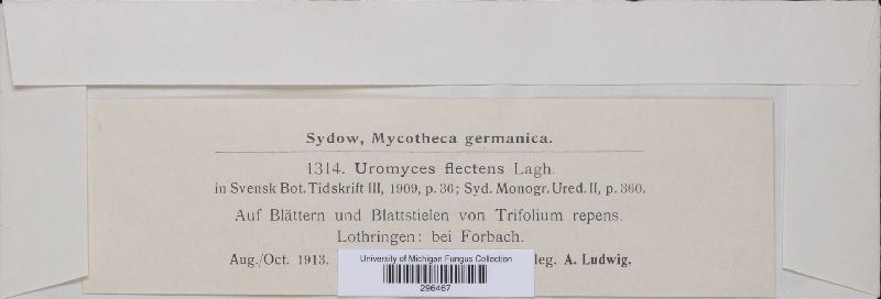 Uromyces trifolii image