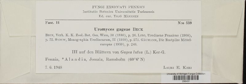 Uromyces gageae image