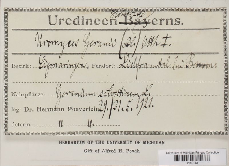 Uromyces geranii image