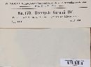 Uromyces geranii image