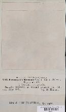 Uromyces geranii image