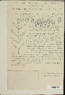 Uromyces hedysari-obscuri image