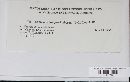 Uromyces hedysari-obscuri image