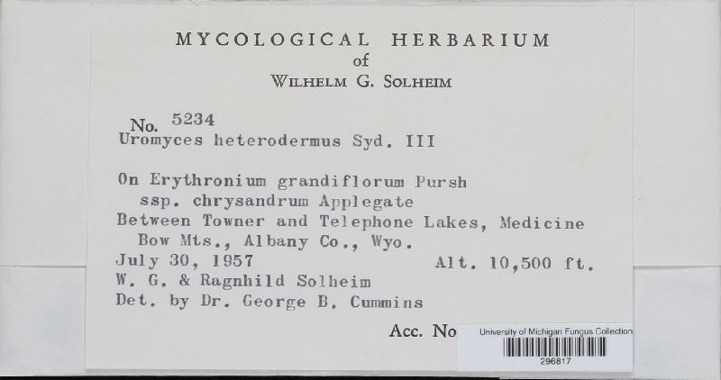 Uromyces heterodermus image