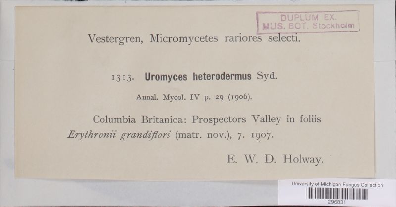 Uromyces heterodermus image