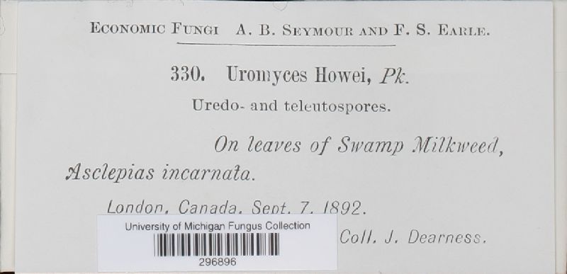 Uromyces howei image