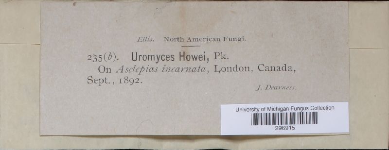 Uromyces howei image