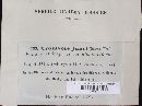 Uromyces junci image
