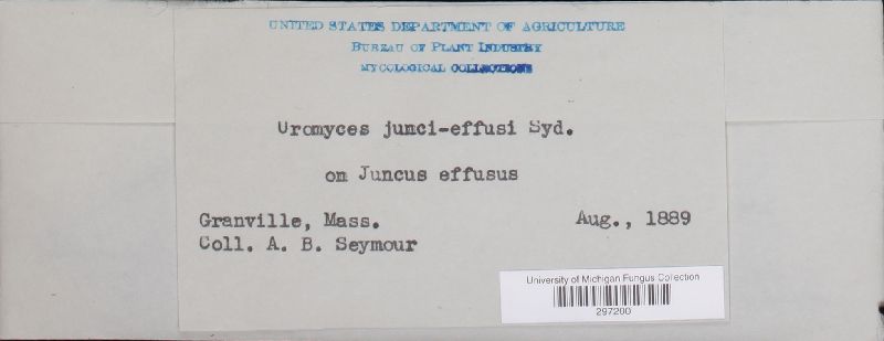 Uromyces junci-effusi image
