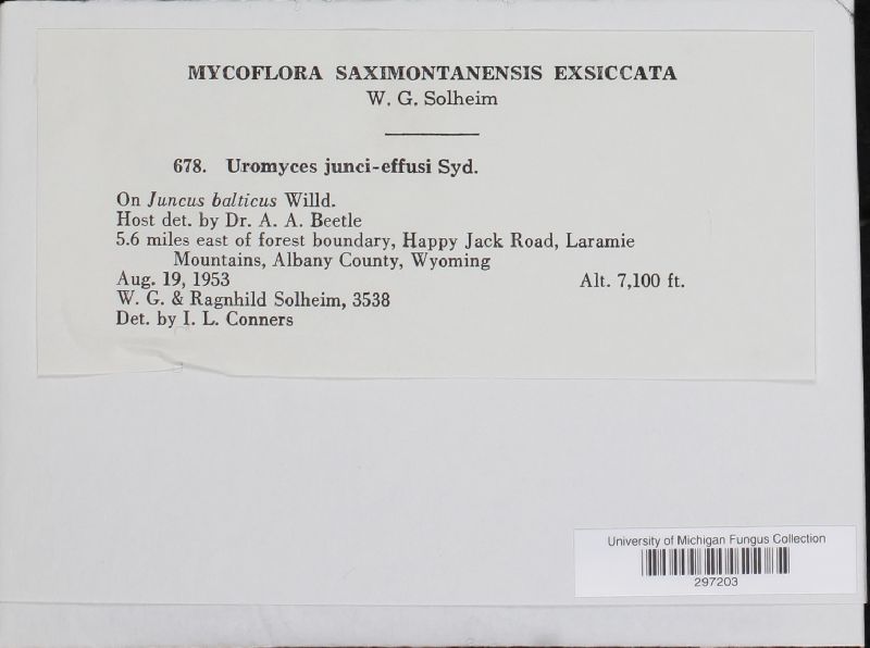 Uromyces junci-effusi image