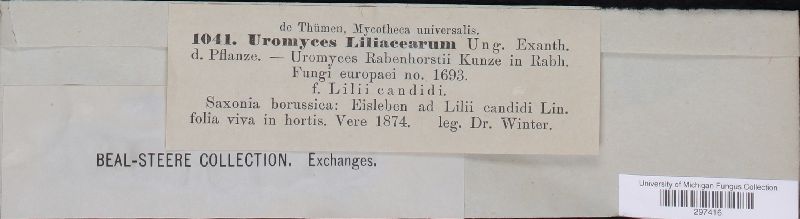 Uromyces liliacearum image