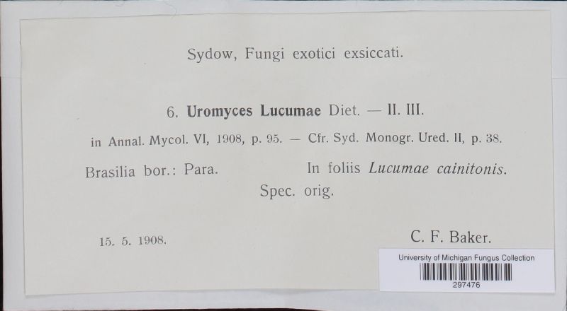 Maravalia lucumae image