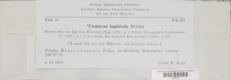 Uromyces lupinicola image