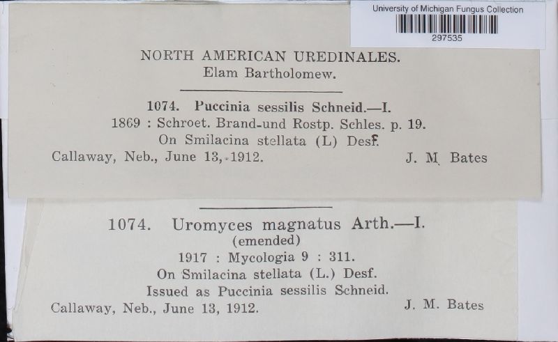 Uromyces magnatus image