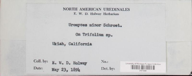 Uromyces minor image