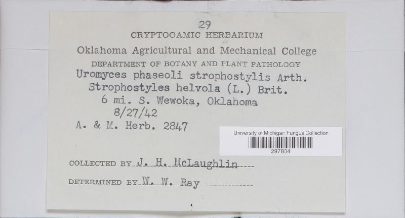 Uromyces phaseoli var. strophostylis image