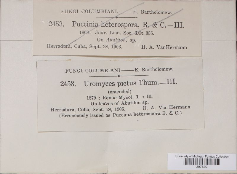 Uromyces pictus image