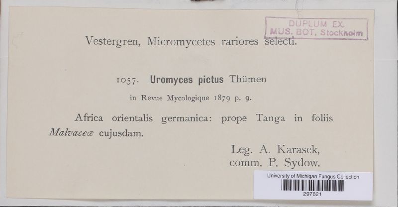 Uromyces pictus image