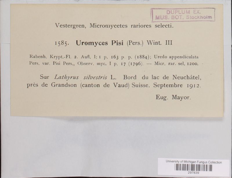 Uromyces pisi-sativi image