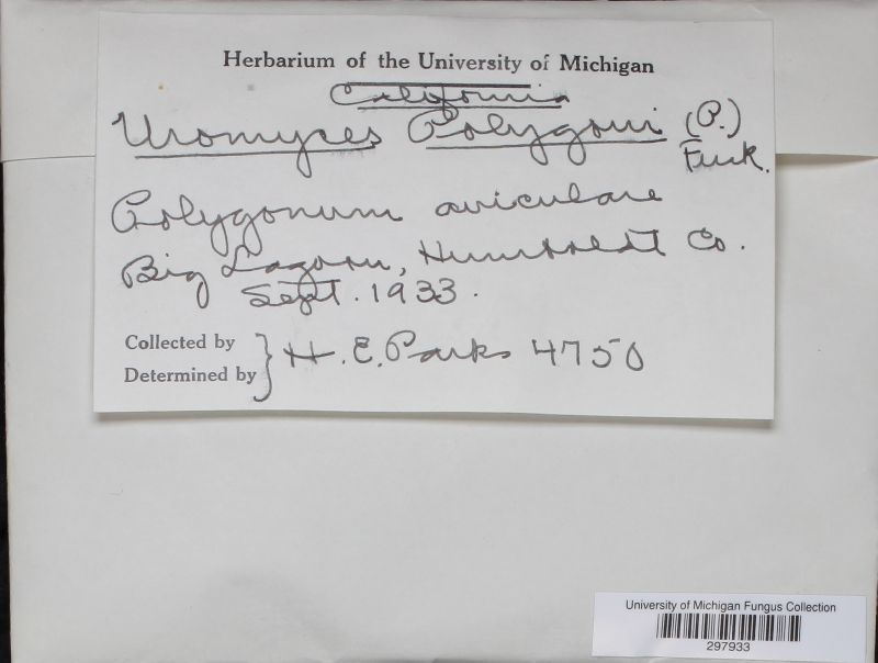 Uromyces polygoni-avicularis image
