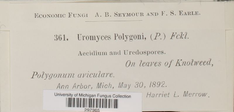 Uromyces polygoni-avicularis image