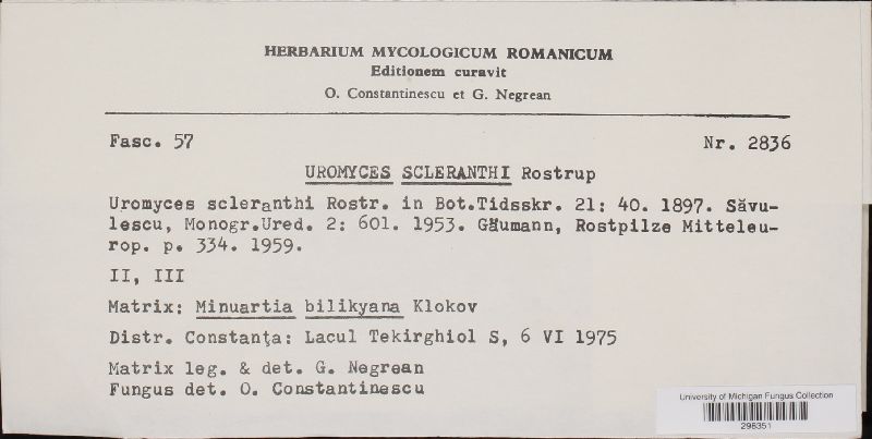 Uromyces scleranthi image