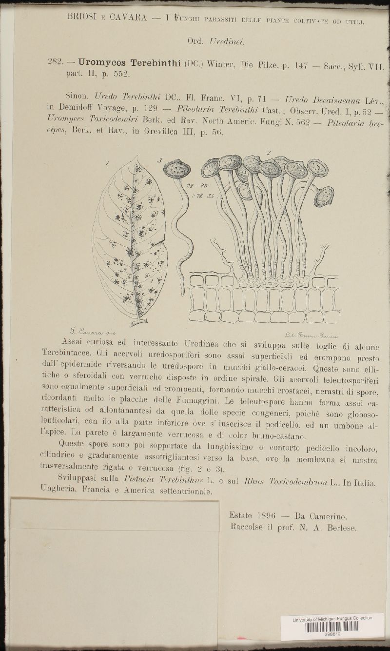 Pileolaria terebinthi image