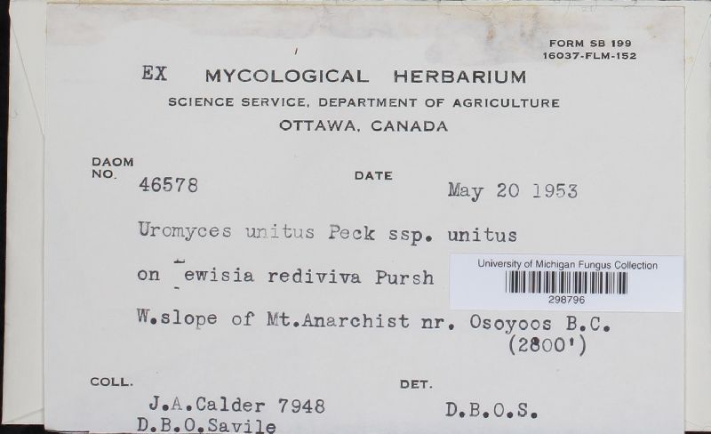 Uromyces unitus image
