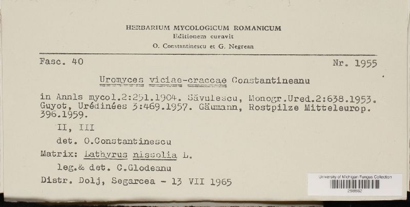 Uromyces viciae-craccae image