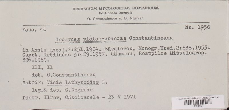 Uromyces viciae-craccae image