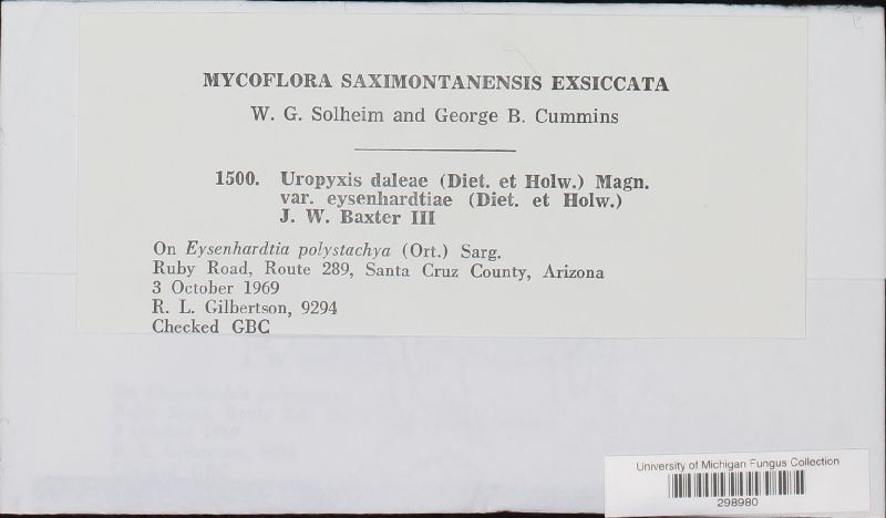 Uropyxis daleae image