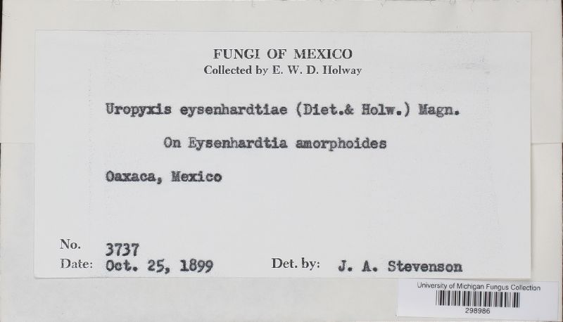 Uropyxis eysenhardtiae image