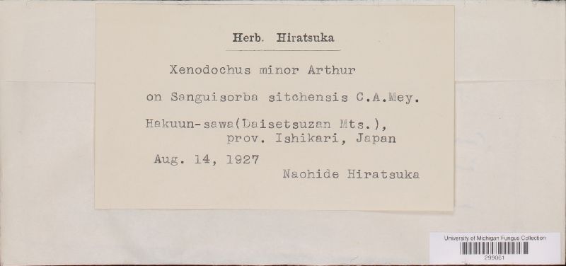 Xenodochus minor image