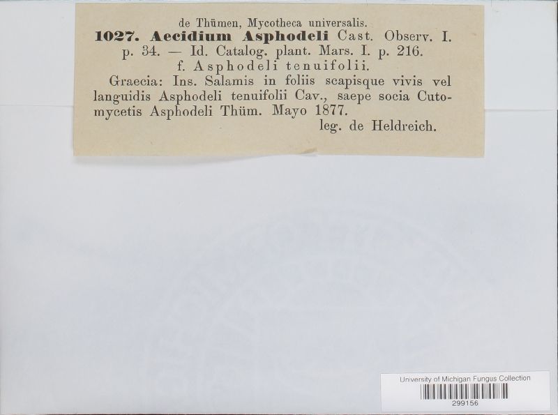 Aecidium asphodeli image