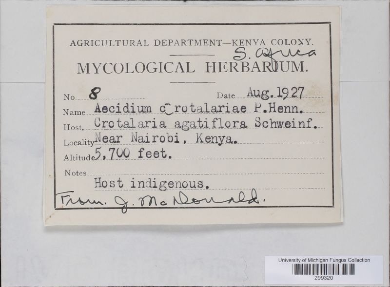 Aecidium crotalariae image