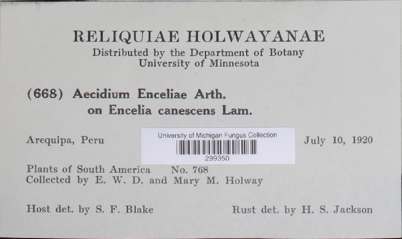Aecidium enceliae image