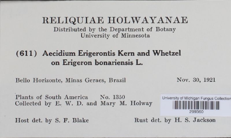 Aecidium erigerontis image