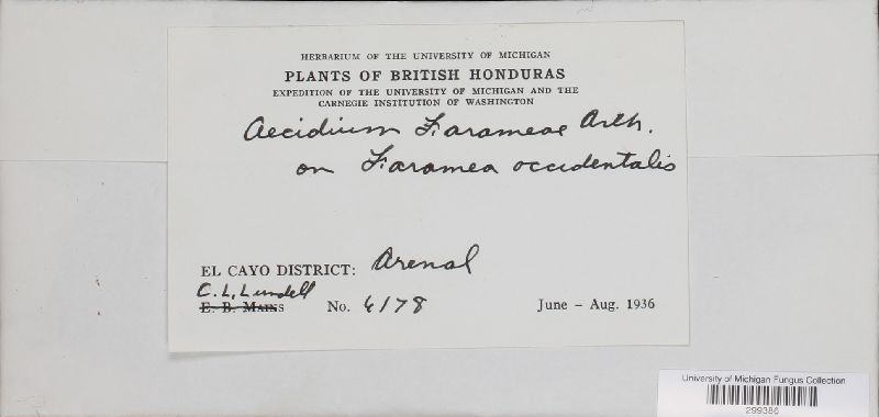 Aecidium farameae image