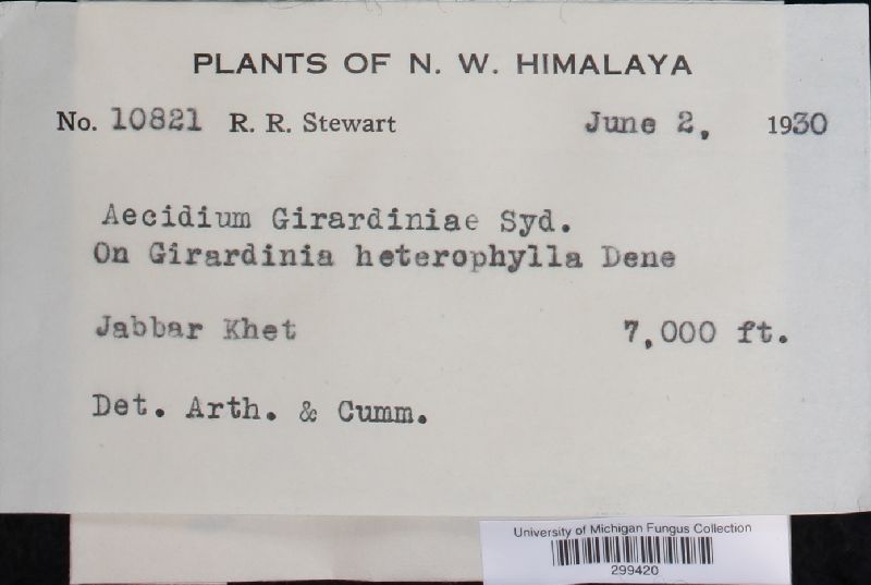 Aecidium girardiniae image