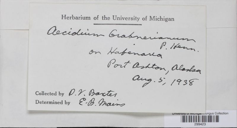 Aecidium graebnerianum image