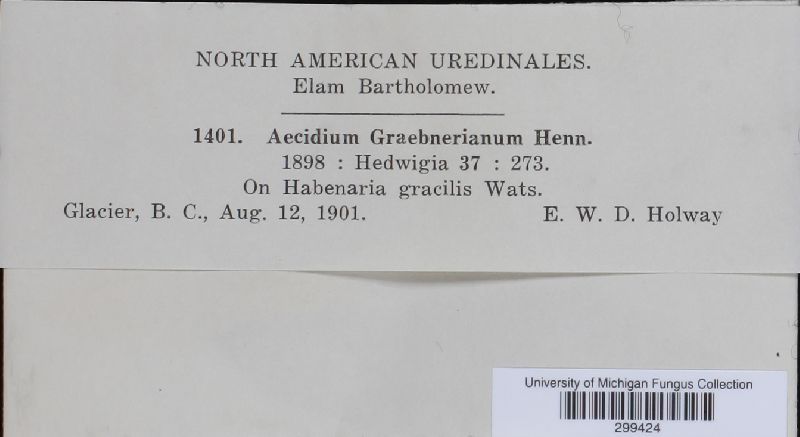 Aecidium graebnerianum image