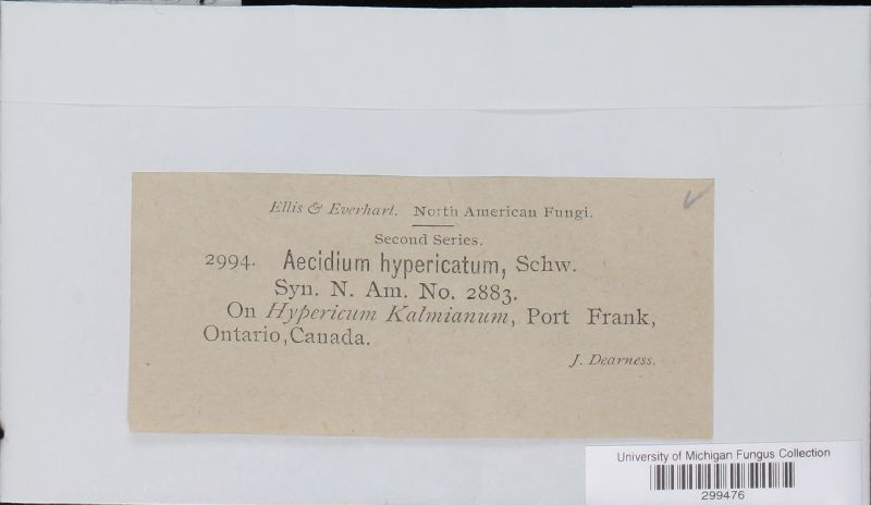 Aecidium hypericatum image