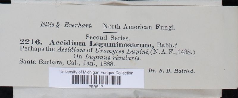 Aecidium leguminosarum image