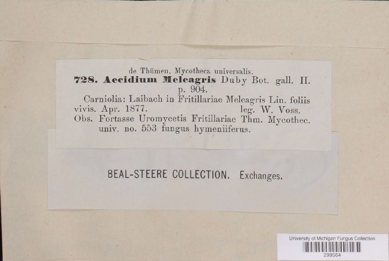 Aecidium meleagris image