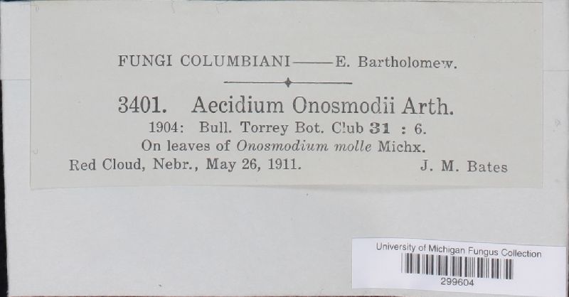 Aecidium onosmodii image