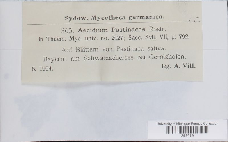 Aecidium pastinacae image