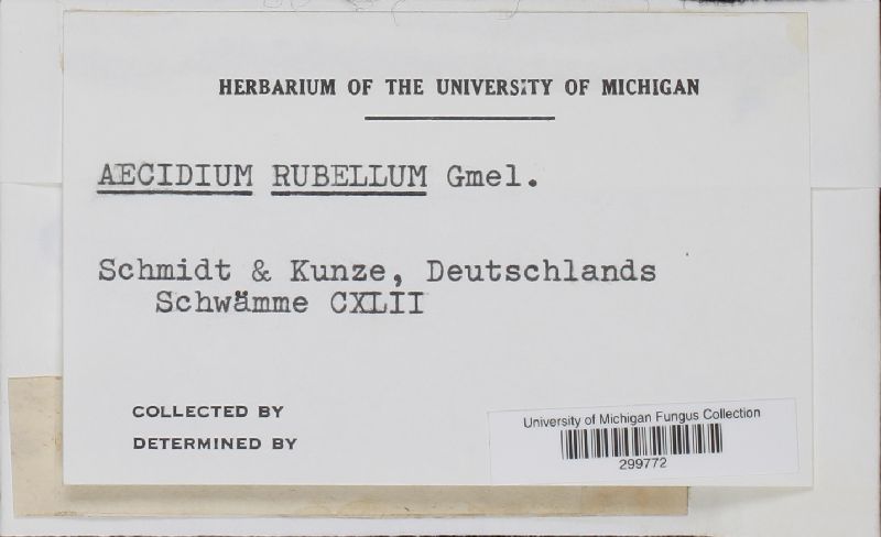 Puccinia phragmitis image